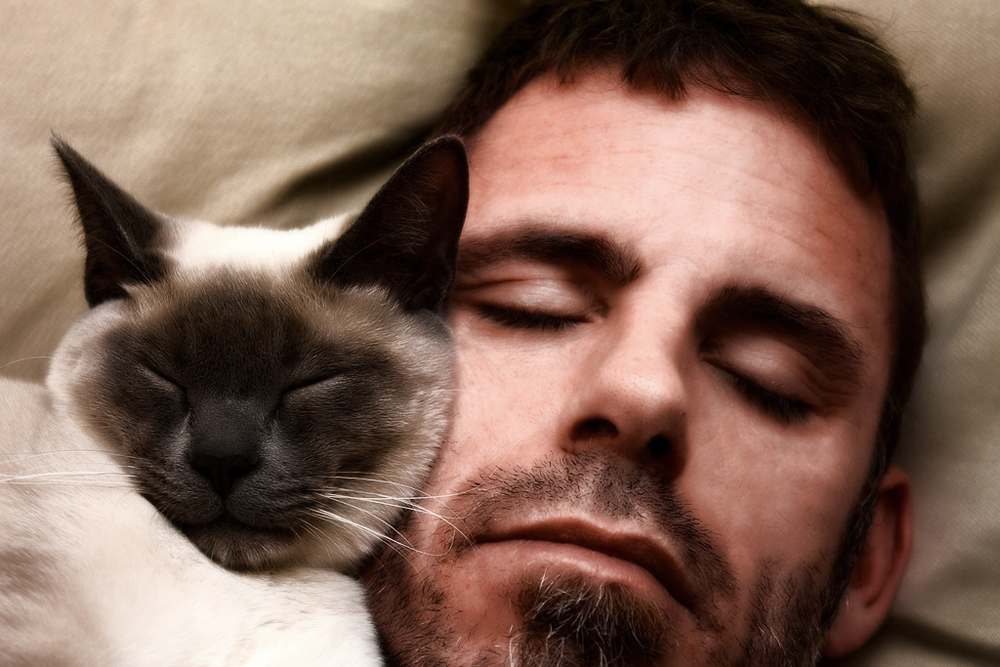 Если кошка спит в вашей постели, что это значит?
